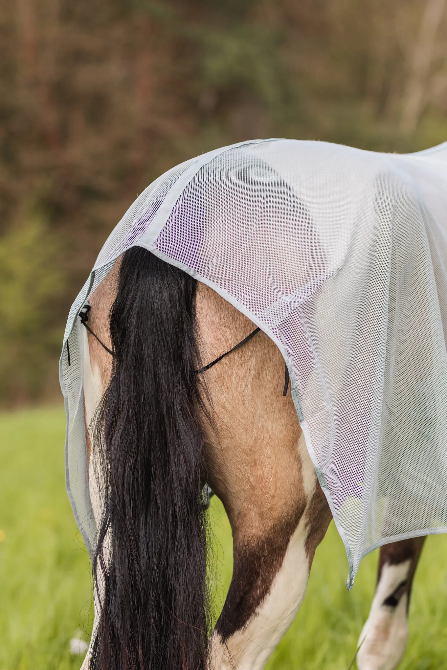 * Orleans Karpasloimi