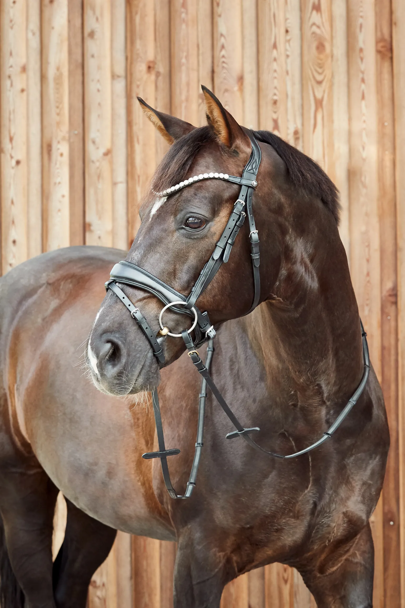 * Somerset Anatomiset Suitset