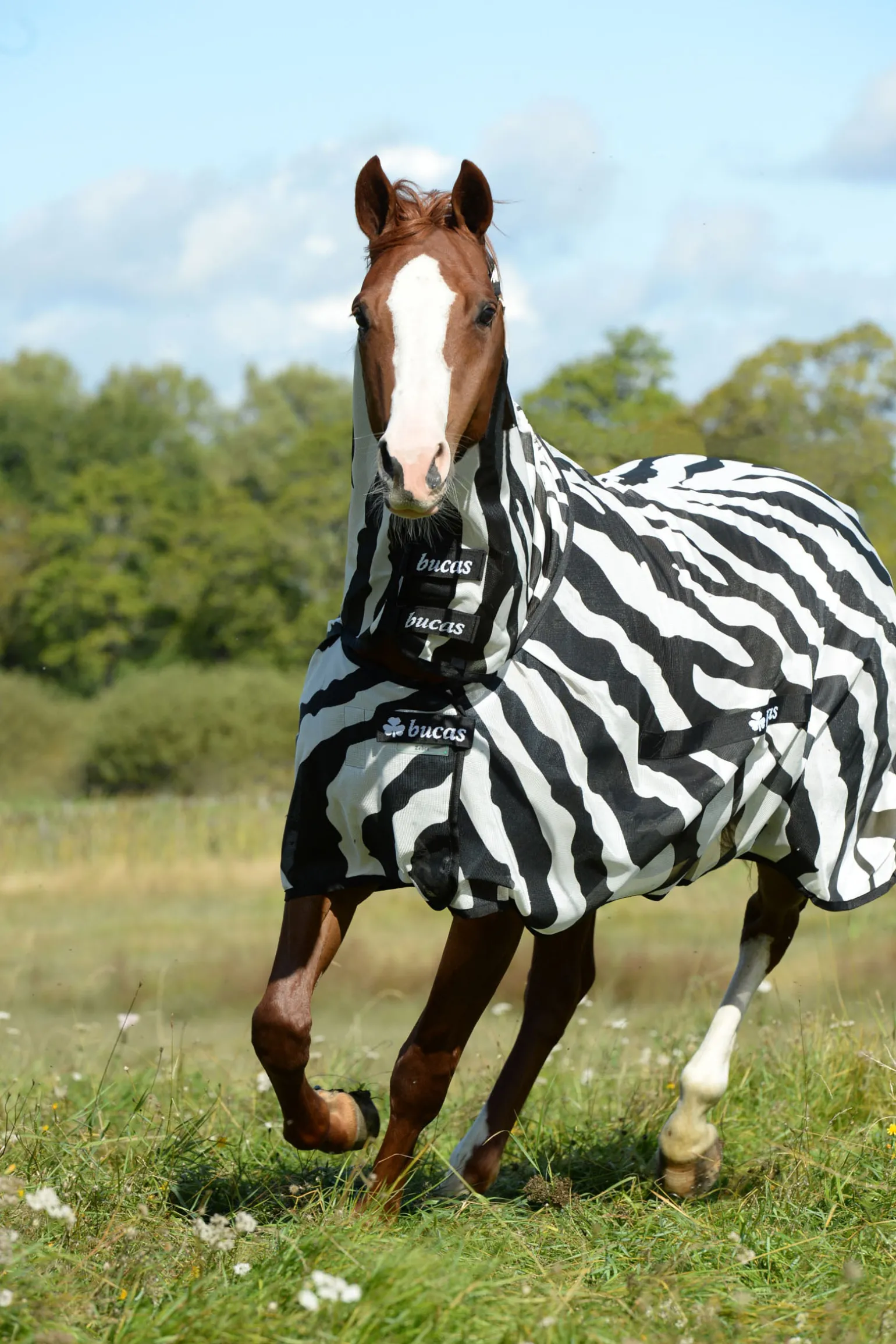 Bucas Buzz-Off Zebra Kaulakappaleella