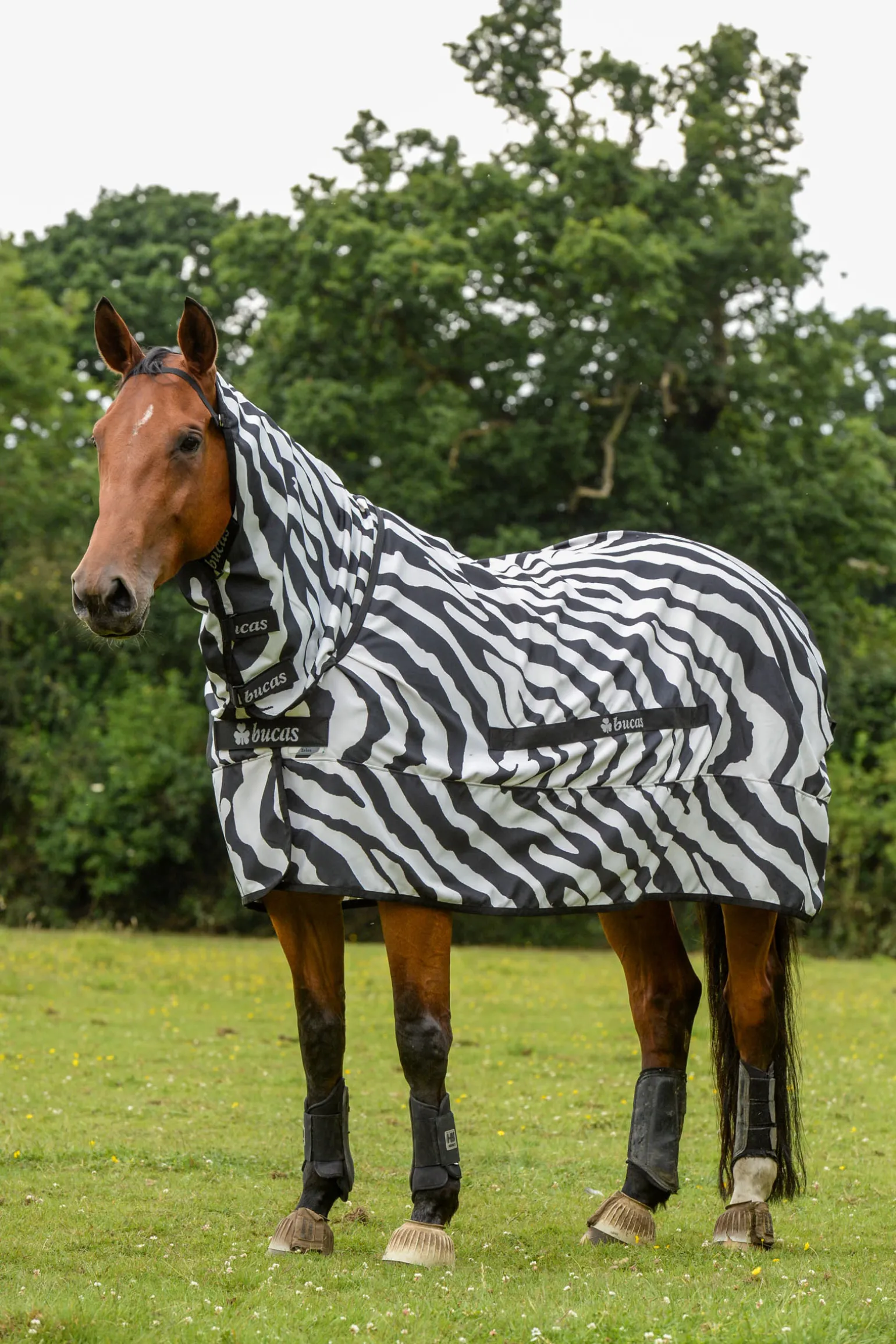 Bucas Sweet-Itch Zebra -Loimi