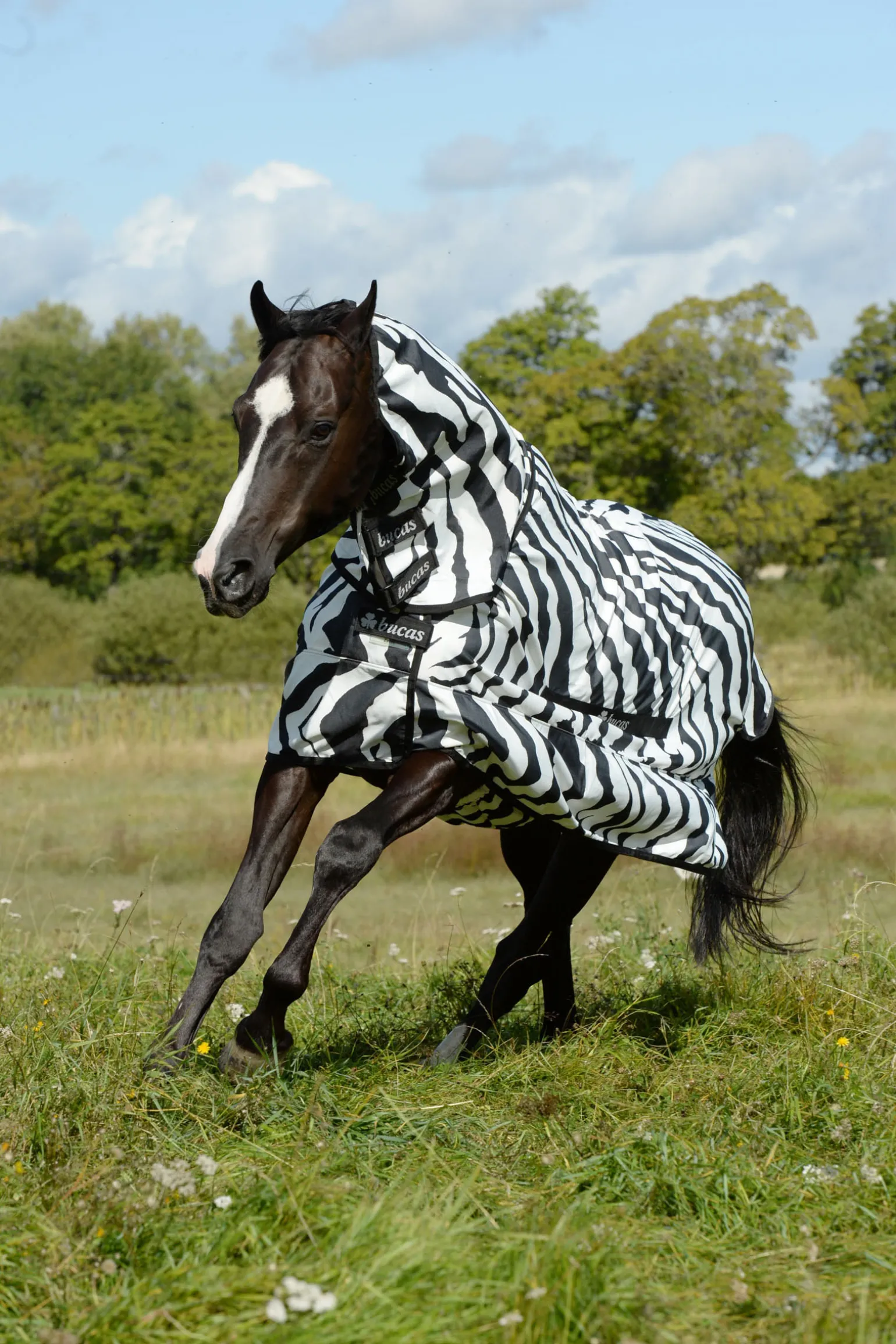 Bucas Sweet-Itch Zebra -Loimi