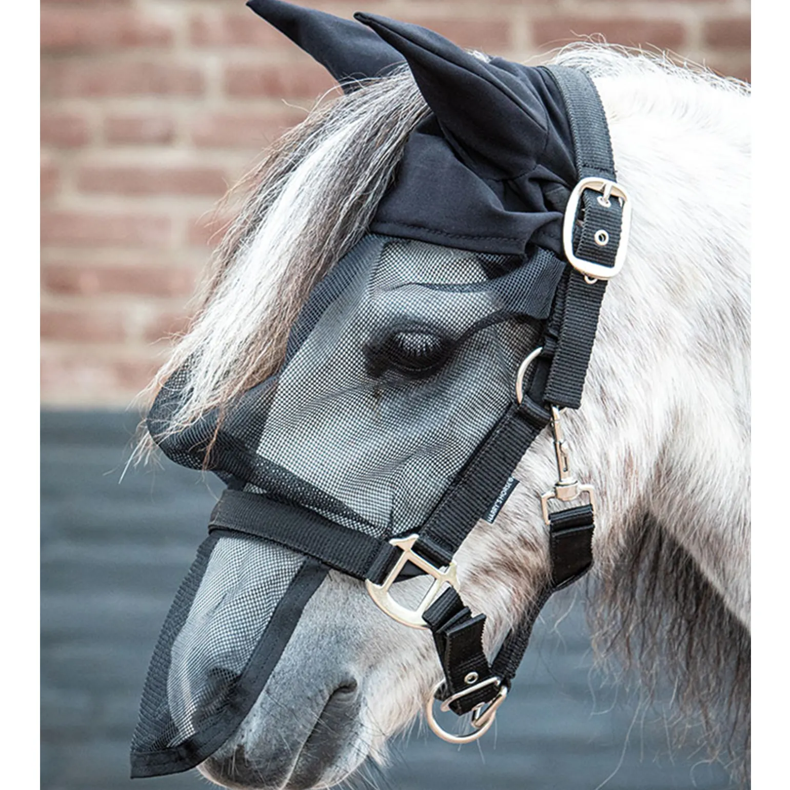 Harry'S Horse Riimu Karpasmaskilla Ja Hupulla