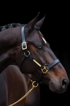 Horseware Amigo Topattu Riimu