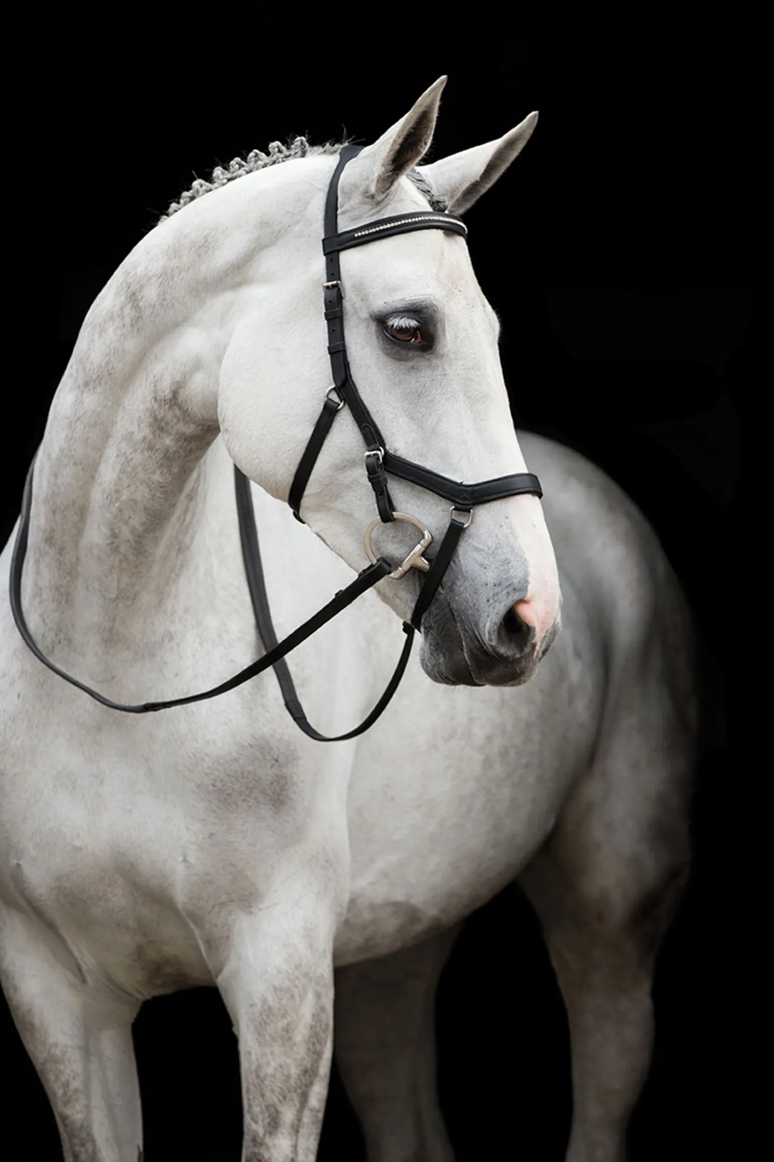 Horseware Rambo Micklem Diamante Kilpailusuitset