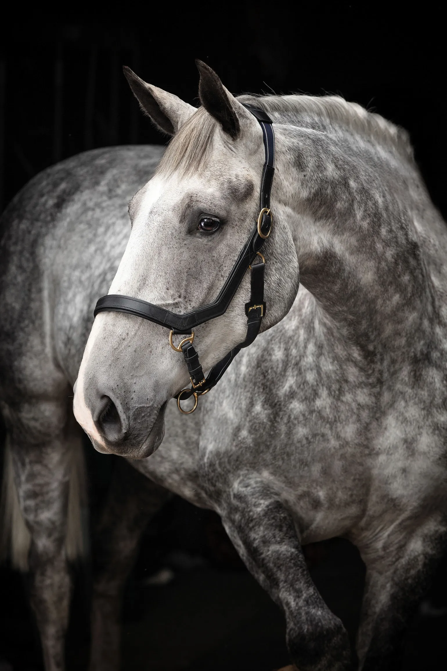 Horseware Rambo Micklem Riimu