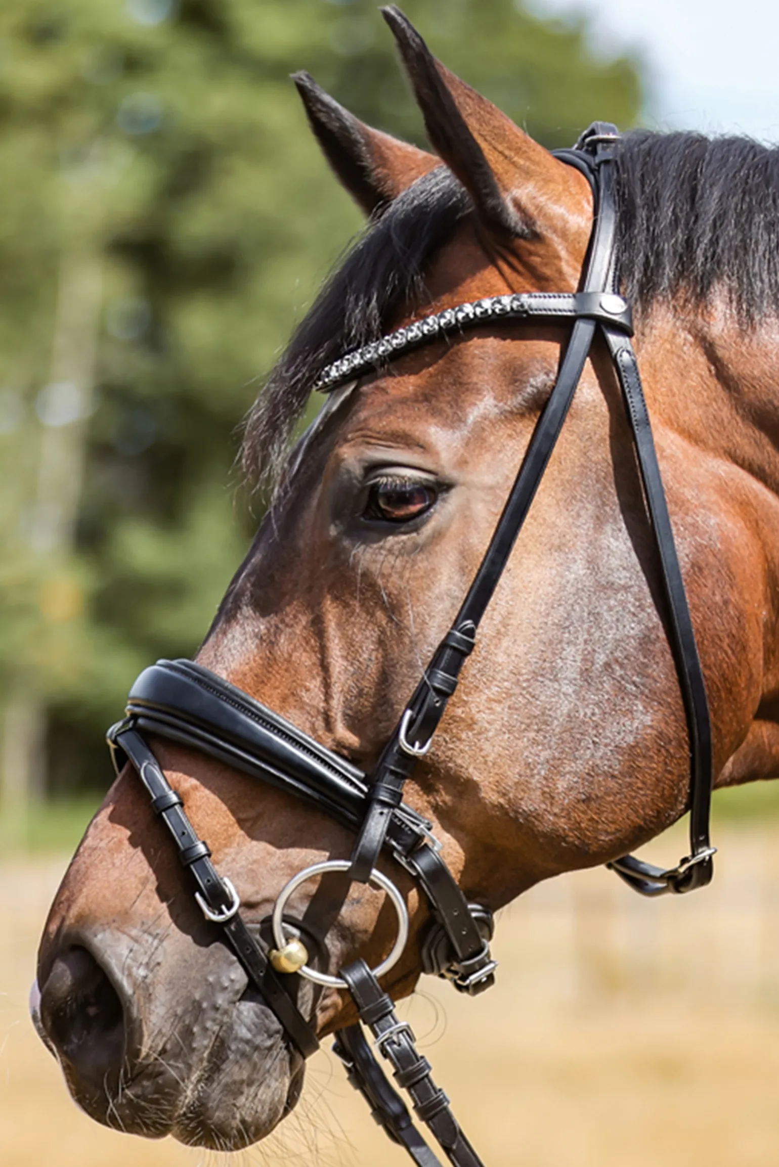 Kavalkade Ayana Kavalsh4 Bridle