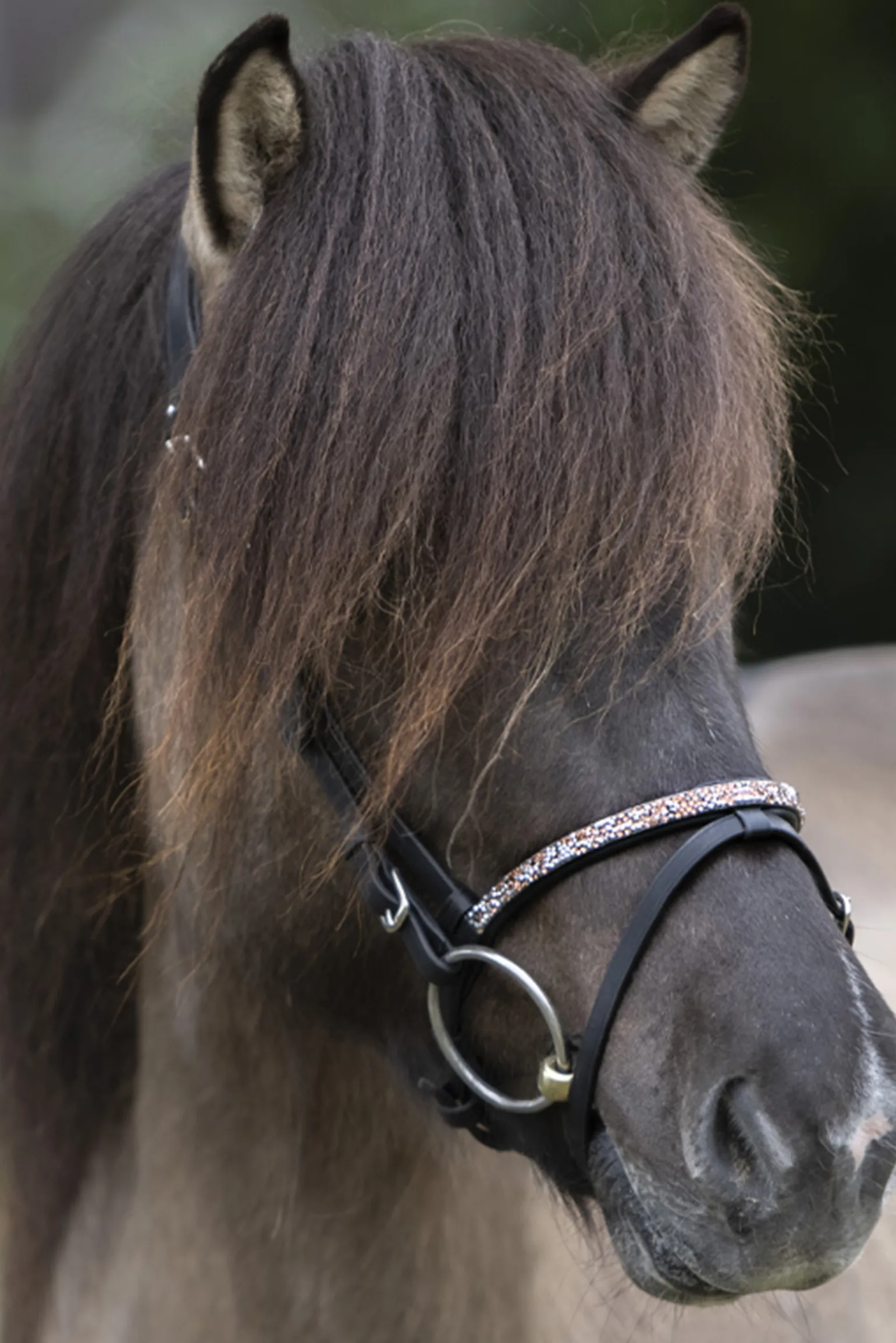 Kavalkade Ferskja English Noseband For Aradis Icelandic Bridle