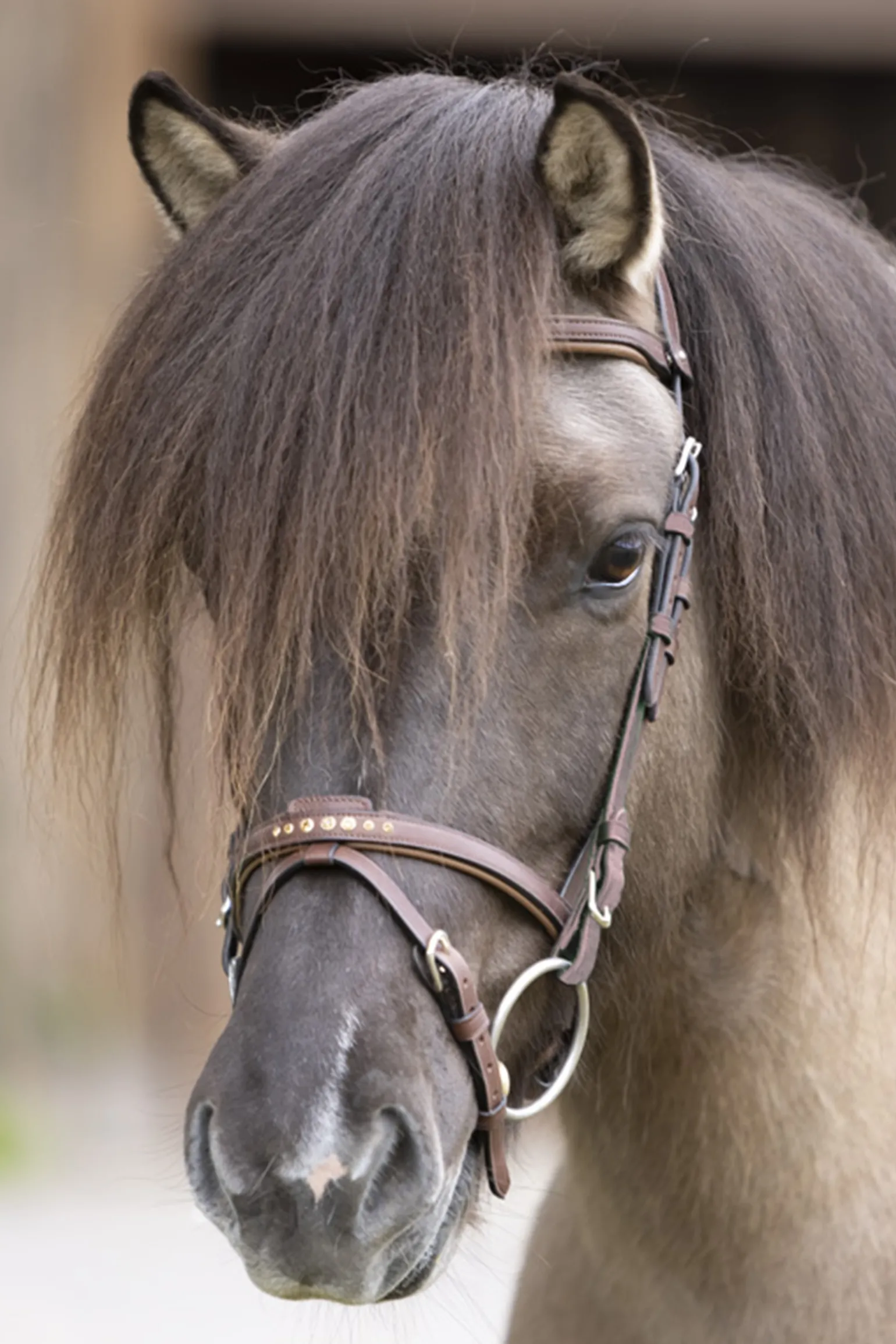 Kavalkade Gull English Noseband For Aradis Icelandic Bridle