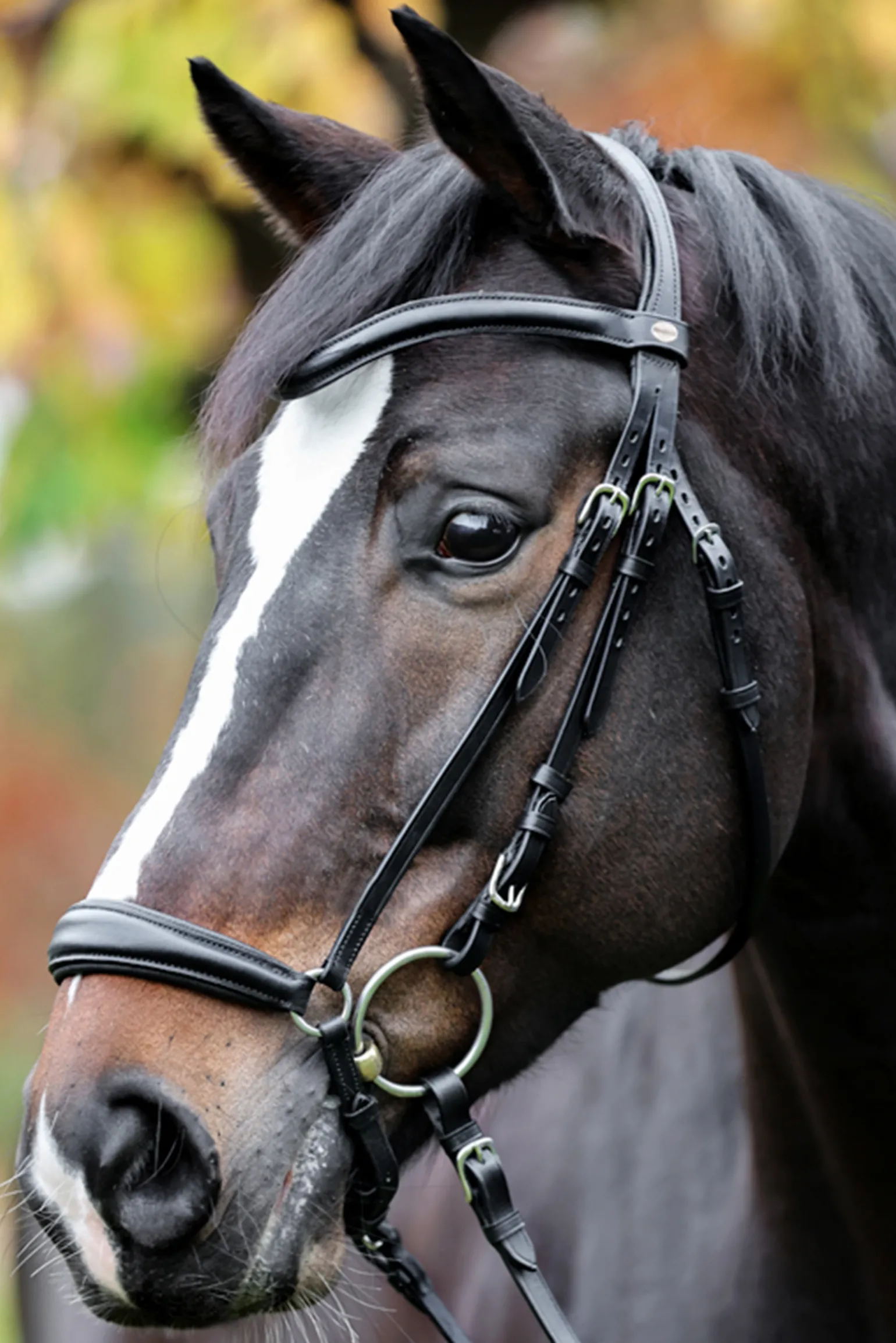 Kavalkade Proline Anna Bridle Dropped Noseband