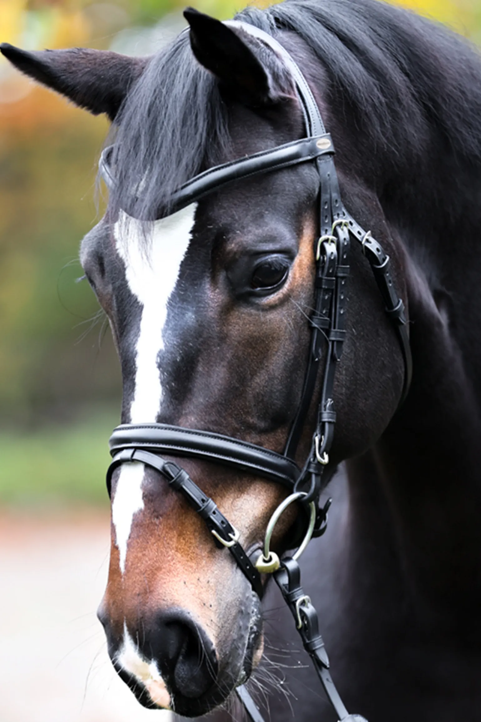 Kavalkade Proline William Bridle