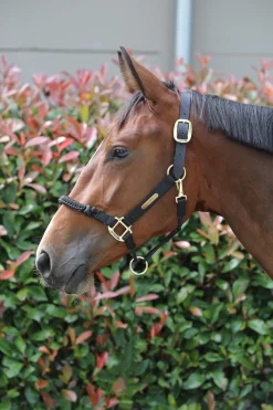 Kentucky Horsewear Control Riimu