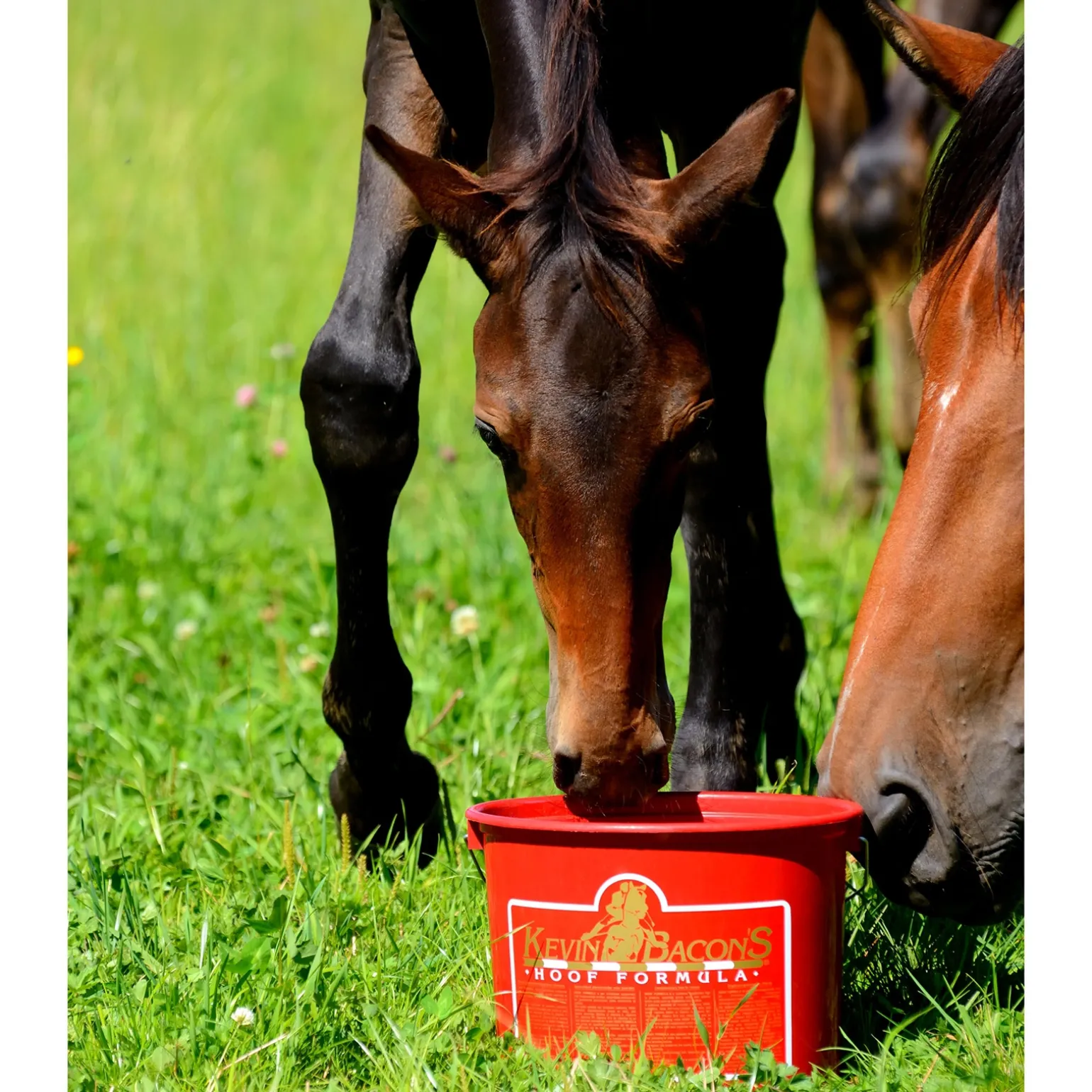 Kevin Bacon'S Hoof Formula