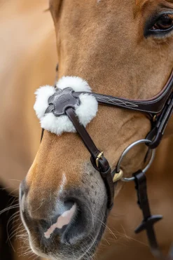 Lemieux Grackle Bridle