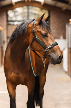 Mountain Horse Mindy Sadetakki