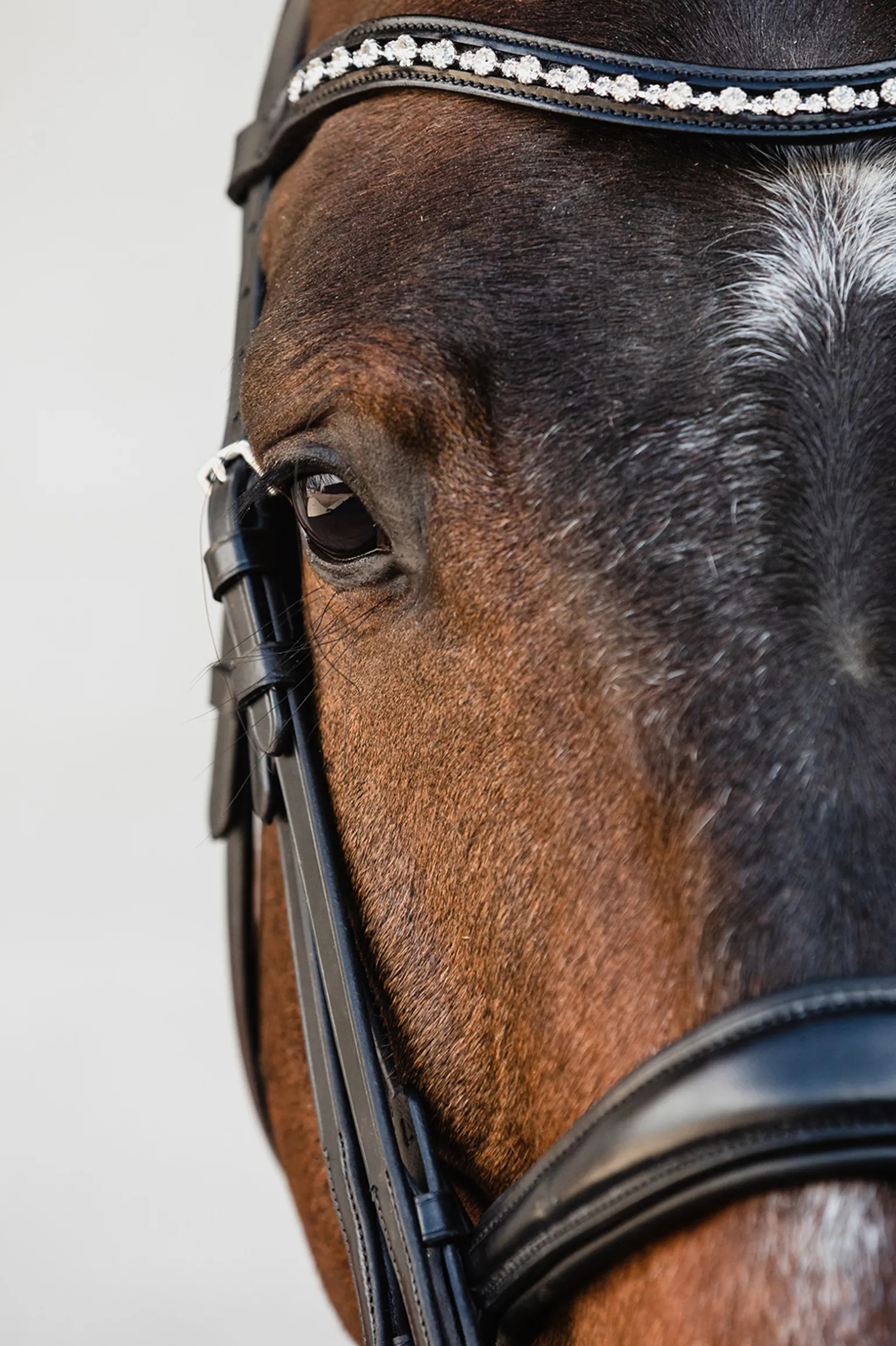Schockemohle Milton Anatomic Double Bridle